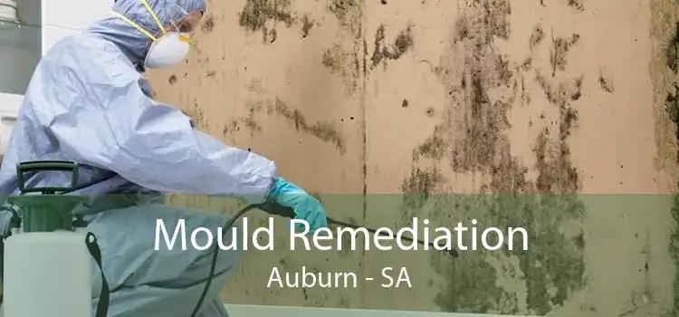 Mould Remediation Auburn - SA