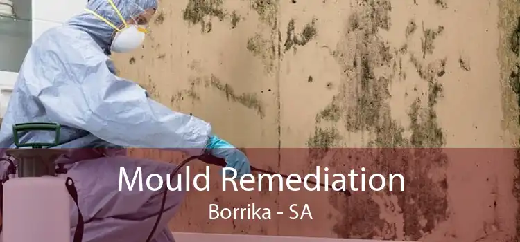 Mould Remediation Borrika - SA