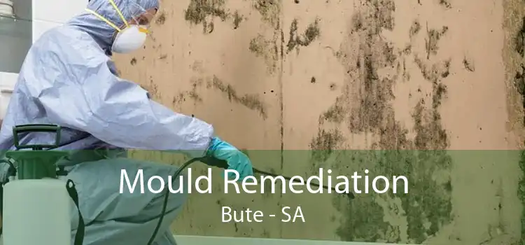 Mould Remediation Bute - SA