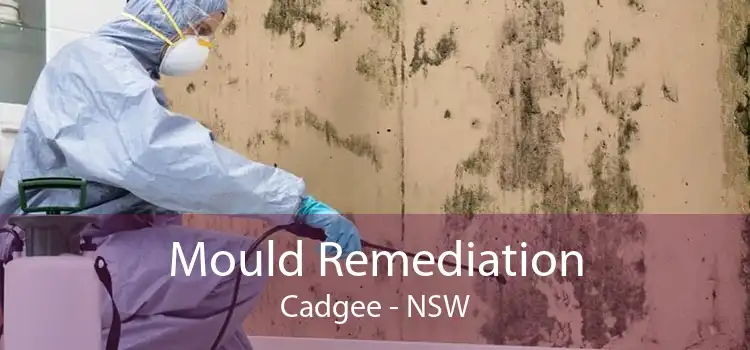 Mould Remediation Cadgee - NSW