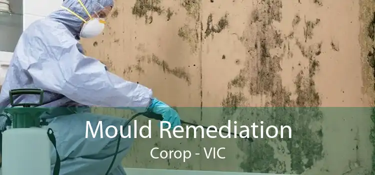 Mould Remediation Corop - VIC