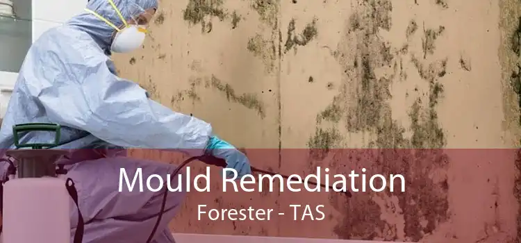 Mould Remediation Forester - TAS