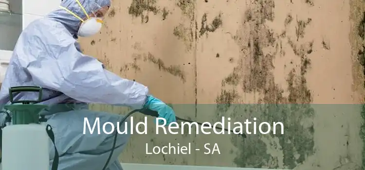 Mould Remediation Lochiel - SA