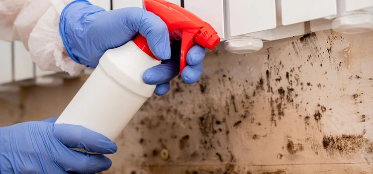 Mould Inspection Rooty Hill