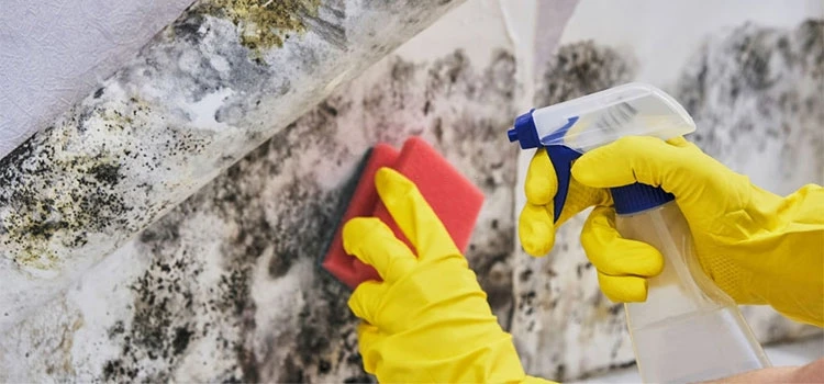 Mould Removal Cost Whiteside]